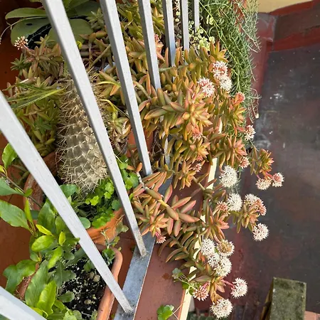 招待所 戈雅广场客房酒店 2*
